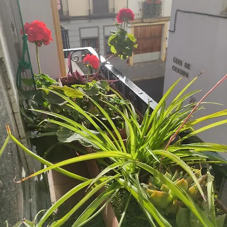 Apartment Vive Triana